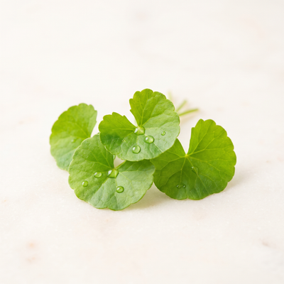 Centella Asiatica
